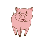 animal-pig